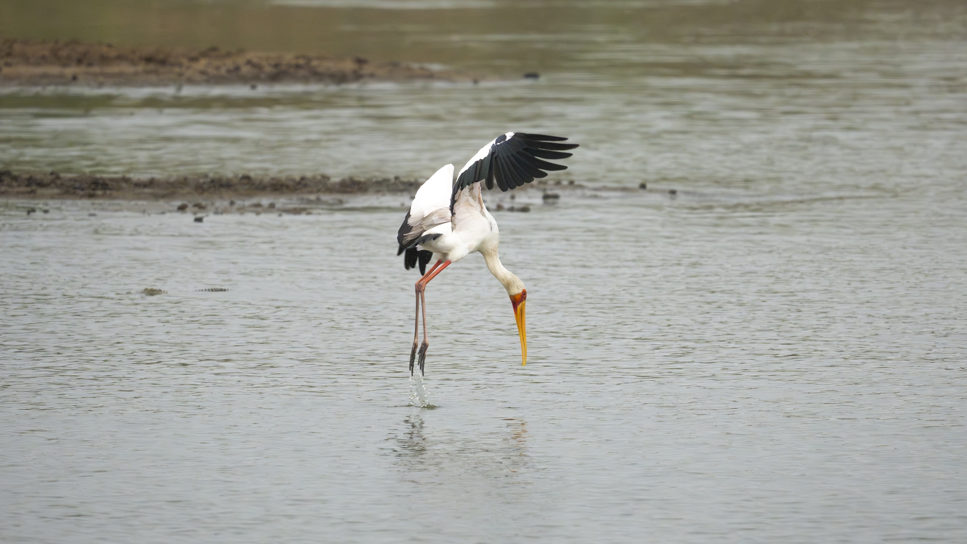 Kruger25 2025 10 30 13 15 38 ILCE 1M2 837